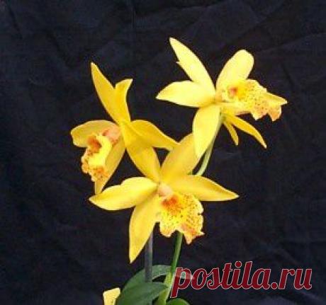 Blc. Golden Tang 'Tiger' | Sarah Northam приколол(а) это к доске Orchid Obsession!