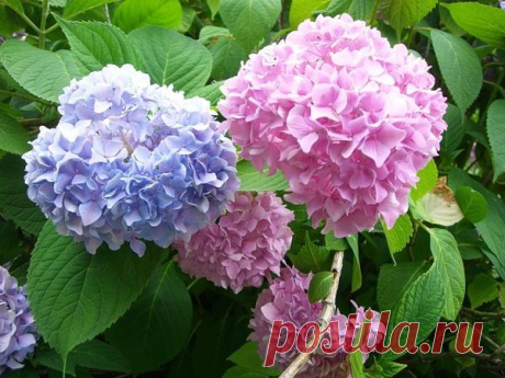 Гортензия: посадка и уход