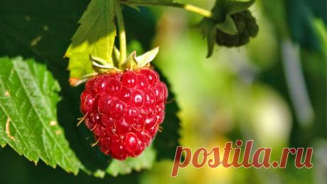 Фото Малина / Raspberry. Альбом Малина / Raspberry - 100 фото. Фотографии Paolo Maldini.