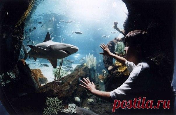 Ньюпорт Аквариум, США - Путешествуем вместе