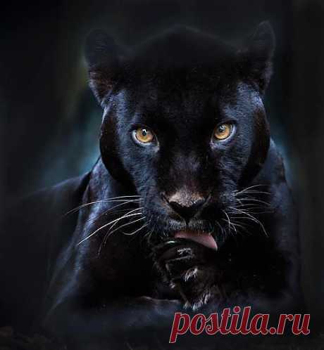 Багира!