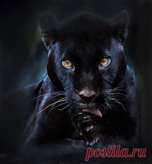 Багира!