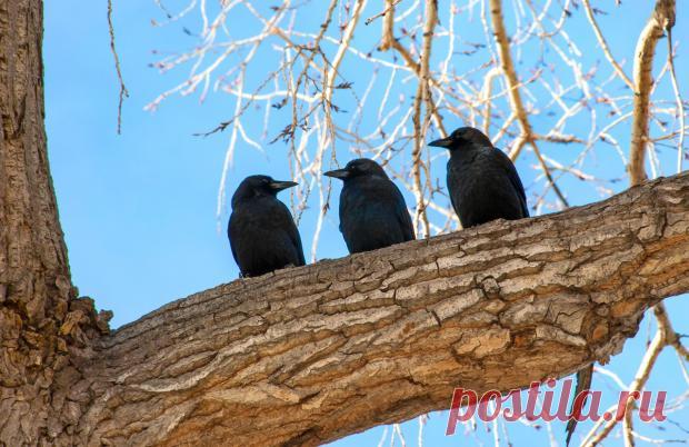 В Швеции учат ворон собирать мусор на улице: одни хвалят инициативу, другие – ругают
