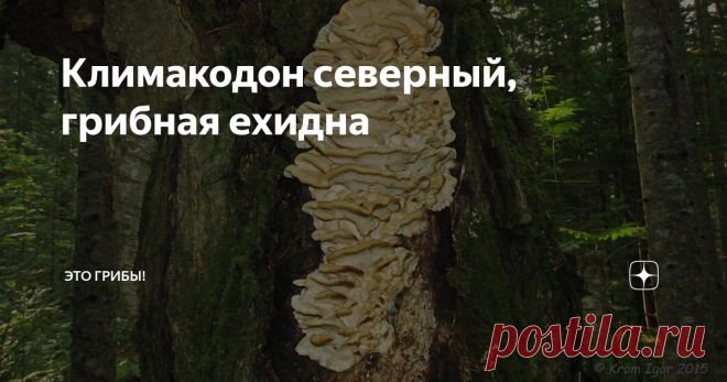 Климакодон северный, грибная ехидна А замечали, что каждому грибному сезону - свой редкий гриб? Грибы будто договариваются заранее, кому когда солировать, и как только наступает пора, со всех областей и республик наперебой поступают сообщения о диковинных находках. Бывают, конечно, случаи нарушения конвенции, при том даже самые вопиющие, но они лишь подсвечивают закономерность. И нынешний сезон, такой пока что невеселый, проходит под знаком северного климакодона. Сказать п...