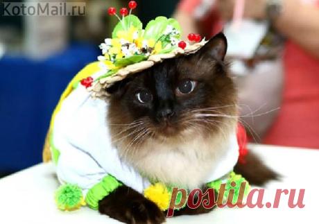 Попутчица моды:)