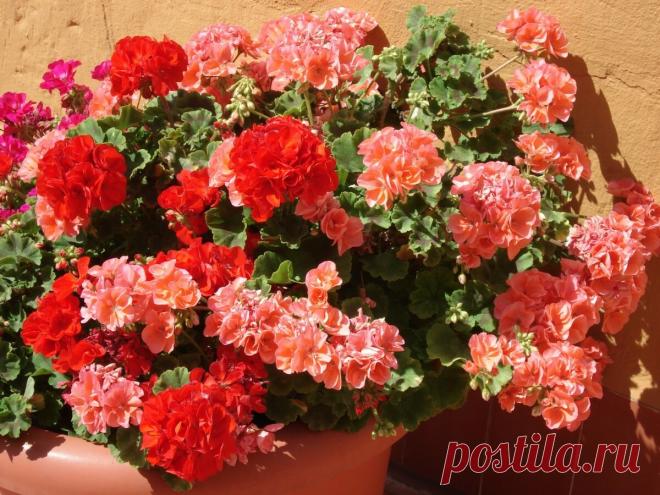 После такого удобрения герань очень пышно цветёт. | Мир цветущего подоконника | Яндекс Дзен