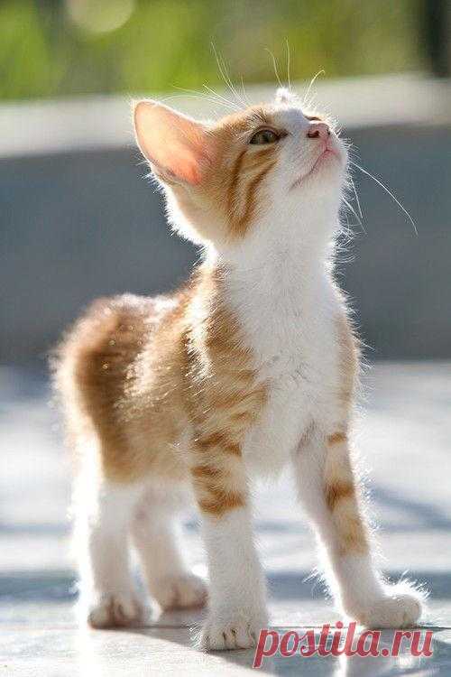 Purrfect Stitchers