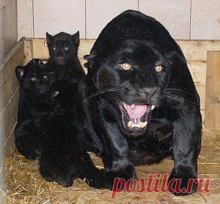 Меня обидят, я может быть стерплю... Моих детей обидят, на куски порву!