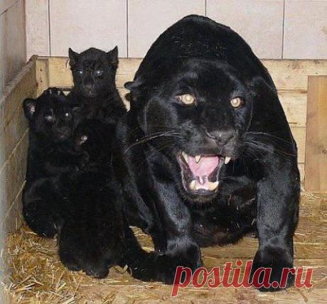 Меня обидят, я может быть стерплю... Моих детей обидят, на куски порву!