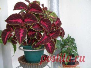 Самые быстрорастущие комнатные растения (фото с названиями) и цветущие домашние цветы с быстрым ростом