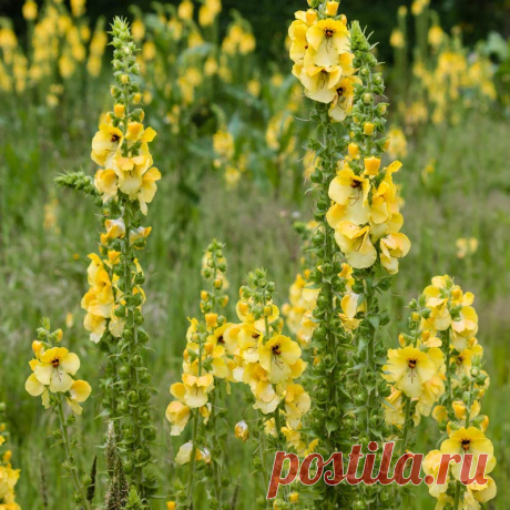 Лекарственное растение Коровяк густоцветковый (Verbascum densiflorum). Двулетнее растение высотой 30-200 см с жестким, шерстистоопушенным стеблем. Листья желто-зеленые, яйцевидно-удлиненные, мелкогородчатые, низбегающие, доходящие до следующего нижерасположенного листа, с обеих сторон с шерстистым опушением. Ароматные цветки крупные, диаметром 3,5-5,5 см, собраны пучками по 2-5 в длинную железистоопушенную кисть.
Местопроизрастание.
Мусорные места, обочины дорог, карьеры и т.д.