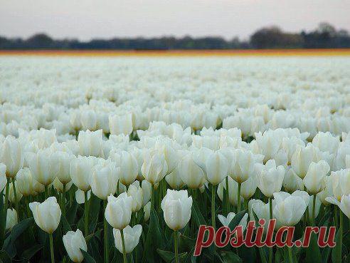 Одноклассники