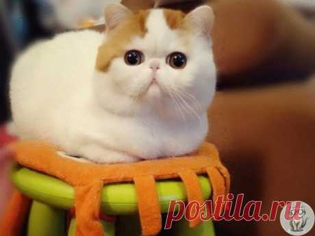 Кошки чувствуют опасность. Это факт! Известен случай, когда в Китае кот разбудил спящую семью. Он истошно вопил и тянул хозяев из дома. Не прошло и 5 минут, как дом рухнул. Все члены семьи остались живы.