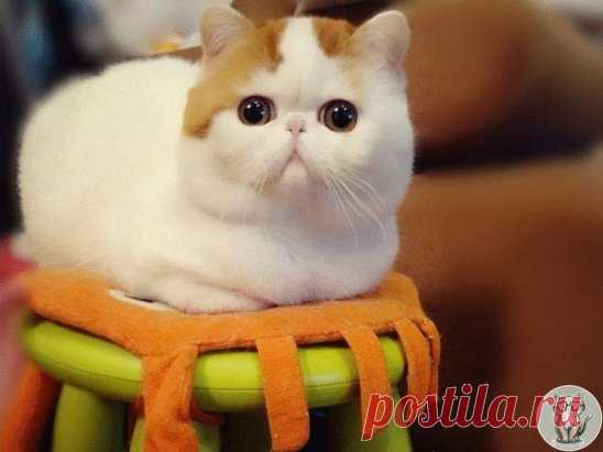 Кошки чувствуют опасность. Это факт! Известен случай, когда в Китае кот разбудил спящую семью. Он истошно вопил и тянул хозяев из дома. Не прошло и 5 минут, как дом рухнул. Все члены семьи остались живы.