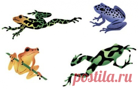 Amazon.com: La Selva Mad stencilist ranas Stencil de pared; tms308: Home & Kitchen
