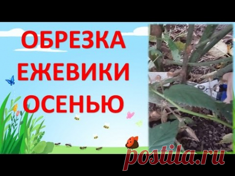 ОБРЕЗКА ЕЖЕВИКИ ОСЕНЬЮ / ЕЖЕВИКА ТОРНФРИ БЛЕК САТИН