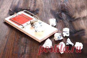 Безопасно ли есть голубой сыр (с плесенью) и можно ли его сделать дома