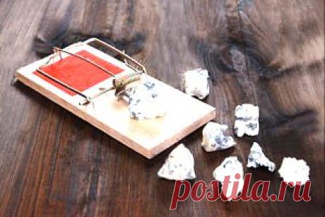 Безопасно ли есть голубой сыр (с плесенью) и можно ли его сделать дома