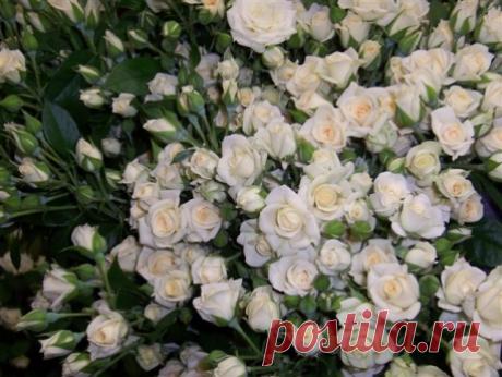 Роза Вайт Лидия / Дачник Подмосковья