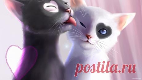 кошачья любовь