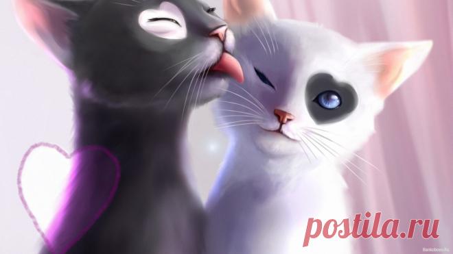 кошачья любовь