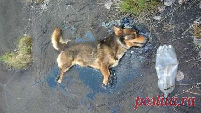 Чудесное спасение собаки из смоляной ловушки