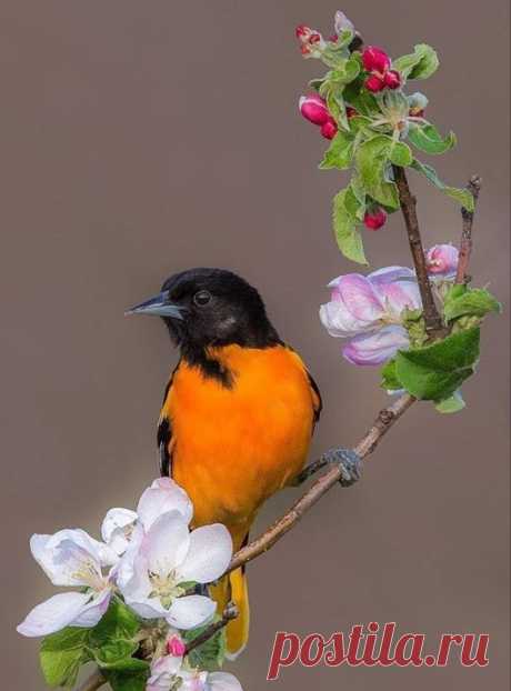 WOA Animal – Google+