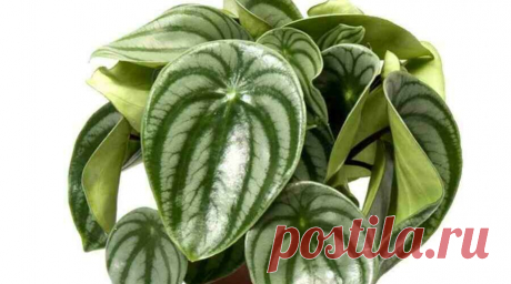 Фото: Пеперомия Аргирея (арбузная) (Peperomia argyreia) | Комнатные цветы и растения