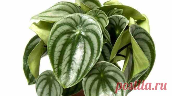 Фото: Пеперомия Аргирея (арбузная) (Peperomia argyreia) | Комнатные цветы и растения
