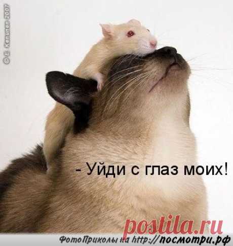 Коты и кошки ツ