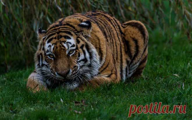 Land of the Tiger (Panthera tigris altaica) Amur tiger named Vladimir