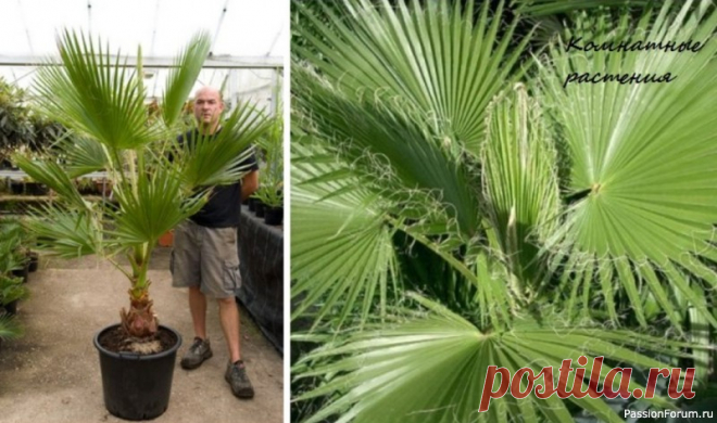 Комнатные растения. Вашингтония Семейство: Арековые или Пальмовые Родина: южные районы Калифорнии, Западная Аризона, Западная Мексика.Цветение: в культуре редко.Рост: медленный.Свет: яркий рассеянный, без прямых солнечных лучей.Температура: умеренная, в весенне-летний период 20-25°С, в осенне-зимний период...