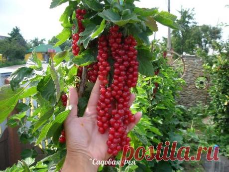 Новый способ выращивания кустов смородины, крыжовника