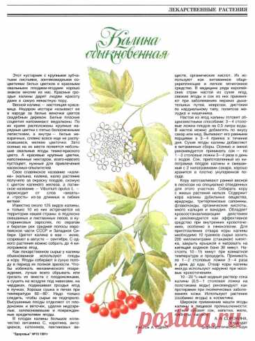 Калина обыкновенная