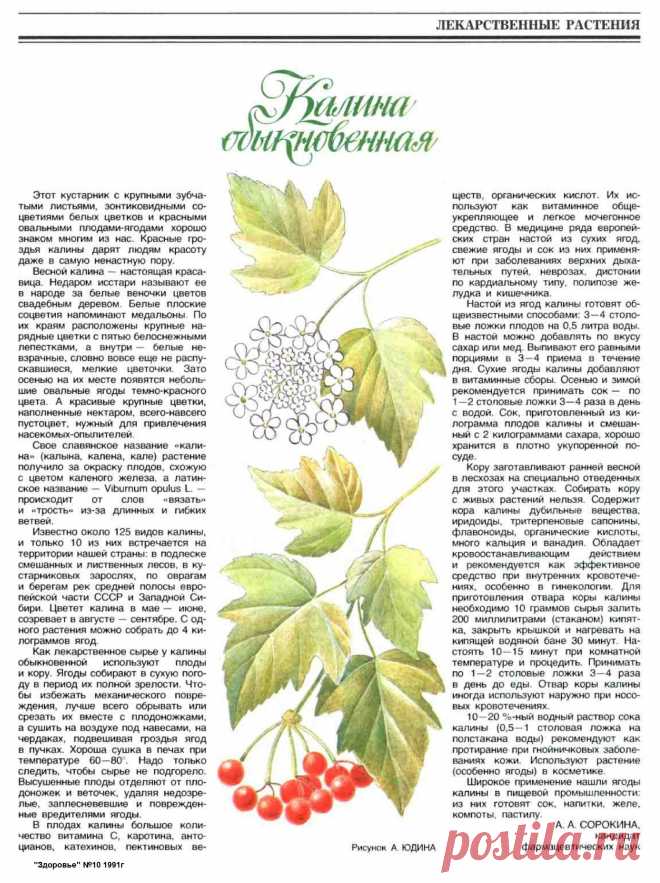 Калина обыкновенная