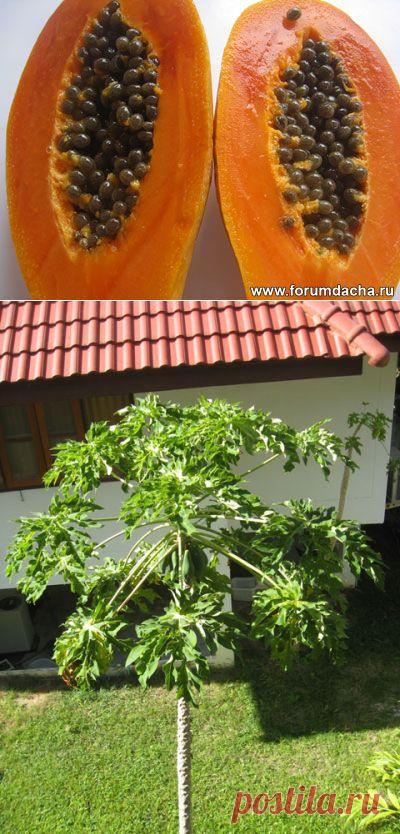 Как вырастить папайю в комнате