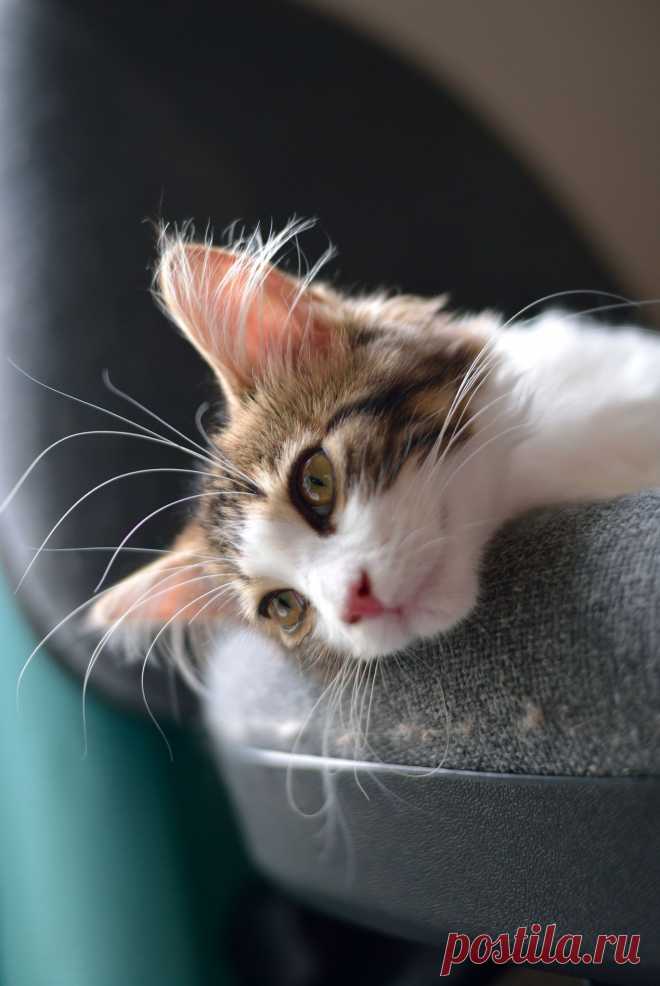 The magic of cute | Flickr - Photo Sharing!