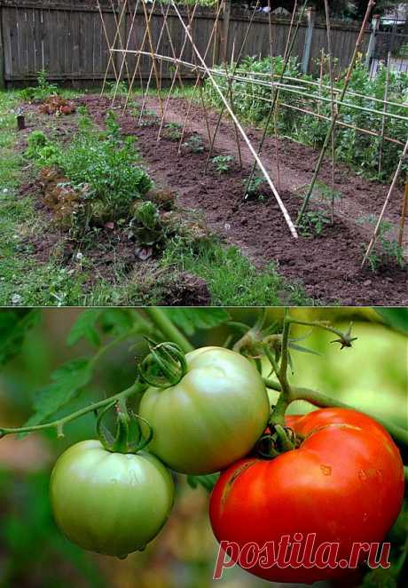 Когда высаживать рассаду помидор в открытый грунт - FB.ru
