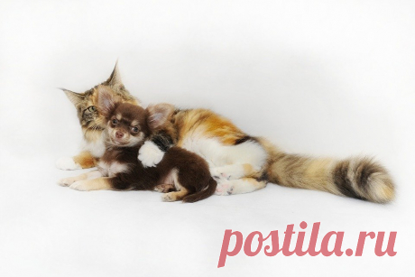 Чихуахуа Кошка И Собака - Бесплатное фото на Pixabay