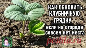 КАК ОБНОВИТЬ СТАРЕЮЩУЮ КЛУБНИКУ ЕСЛИ НЕТ МЕСТА ДЛЯ НОВОЙ ГРЯДКИ | Любимая усадьба | Дзен