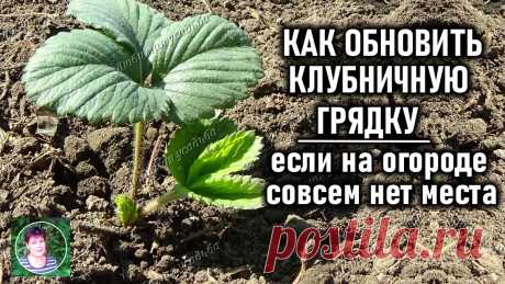 КАК ОБНОВИТЬ СТАРЕЮЩУЮ КЛУБНИКУ ЕСЛИ НЕТ МЕСТА ДЛЯ НОВОЙ ГРЯДКИ | Любимая усадьба | Дзен