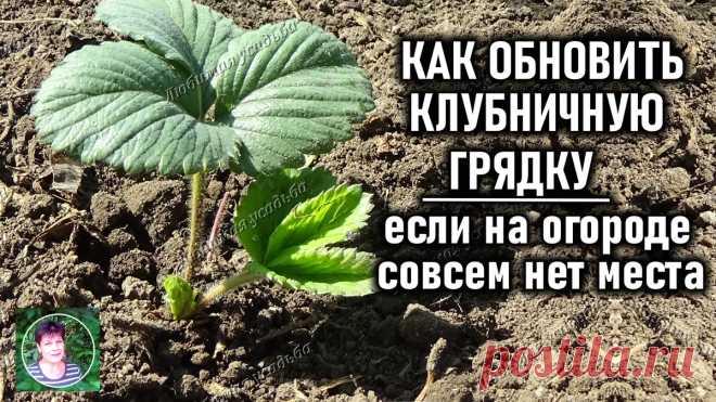 КАК ОБНОВИТЬ СТАРЕЮЩУЮ КЛУБНИКУ ЕСЛИ НЕТ МЕСТА ДЛЯ НОВОЙ ГРЯДКИ | Любимая усадьба | Дзен