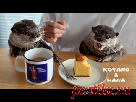 Выдры делают кофейный перерыв с папой