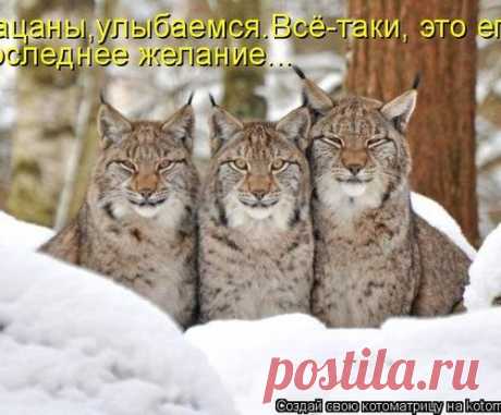 Уфф!!! Ну наконец-то! Котоматрицы великолепные, каждая с доброй улыбкой!!!