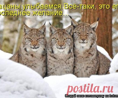 Уфф!!! Ну наконец-то! Котоматрицы великолепные, каждая с доброй улыбкой!!!