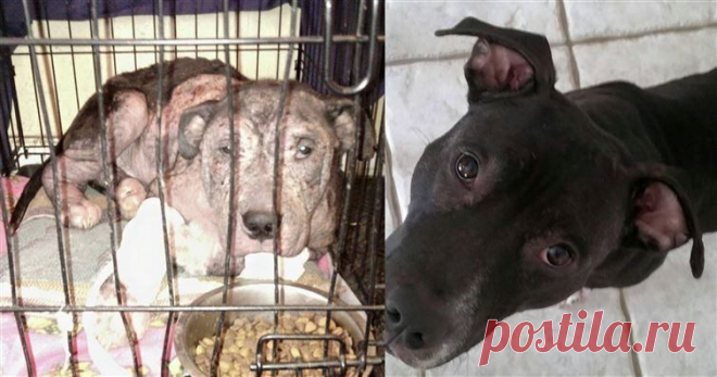 16 собак до и после того, как их забрали из приюта / Питомцы