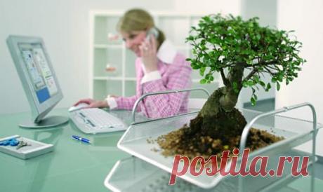 Купить бонсай в Москве и Санкт-Петербурге – Бонсай клуб