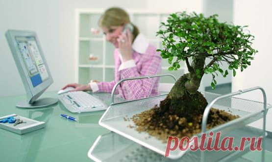 Купить бонсай в Москве и Санкт-Петербурге – Бонсай клуб