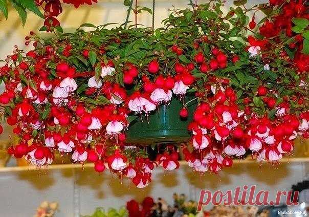 Фуксия. Уход в домашних условиях