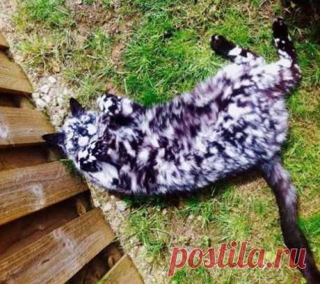 10 кошек, которых раскрашивала сама природа